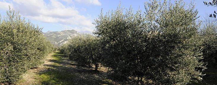 gites de l'oliveraie